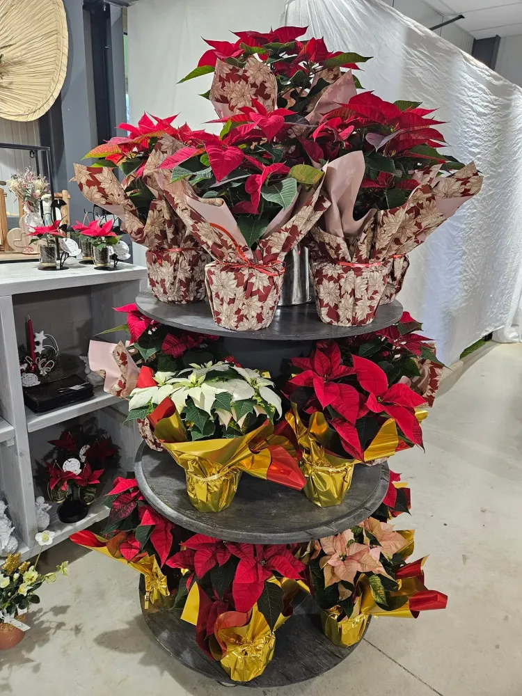 les-fleurs-d-amelie-boutique