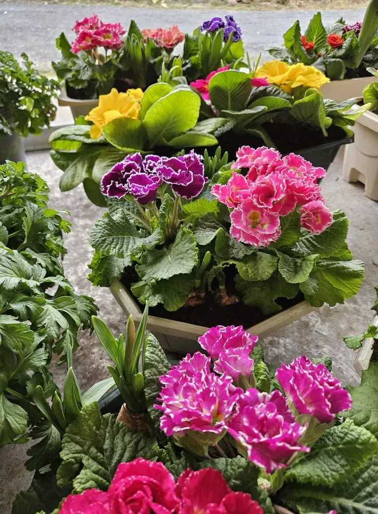 jardinerie