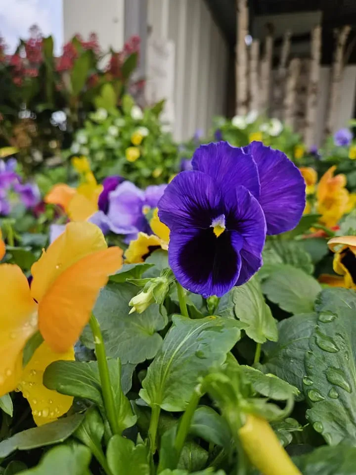 fleurs