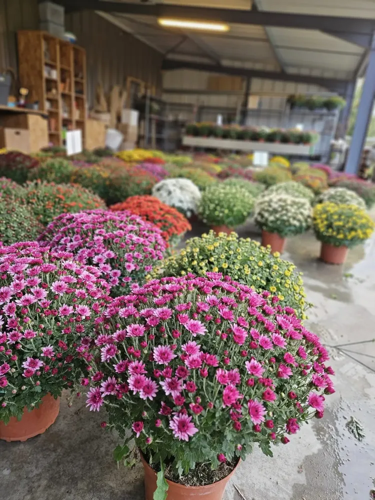 jardinerie