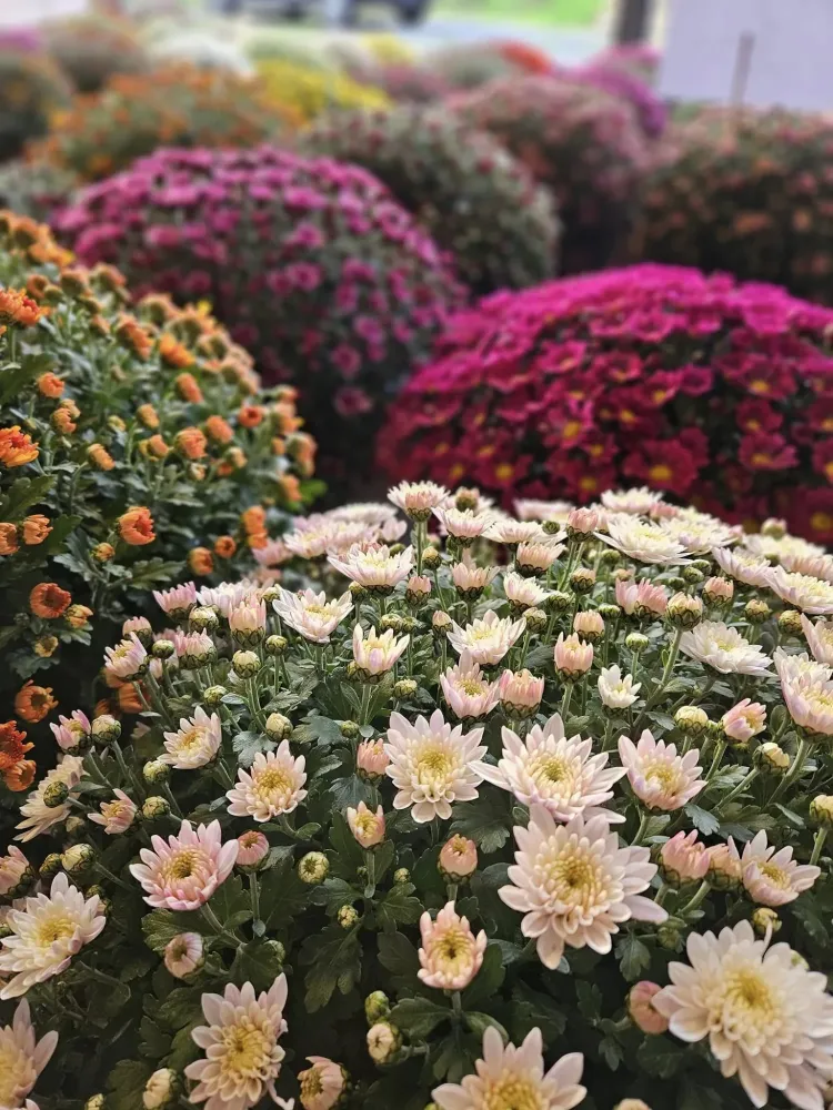 jardinerie